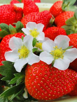 Flores de mayo